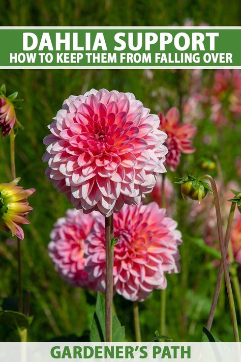 How To Stake Dahlias, Dahlia Staking Ideas, Dahlia Support Ideas, Tall Dahlias, Dahlia Garden Layout, Staking Dahlias, Dahlia Garden Ideas, Daliah Flower, Dalia Flower