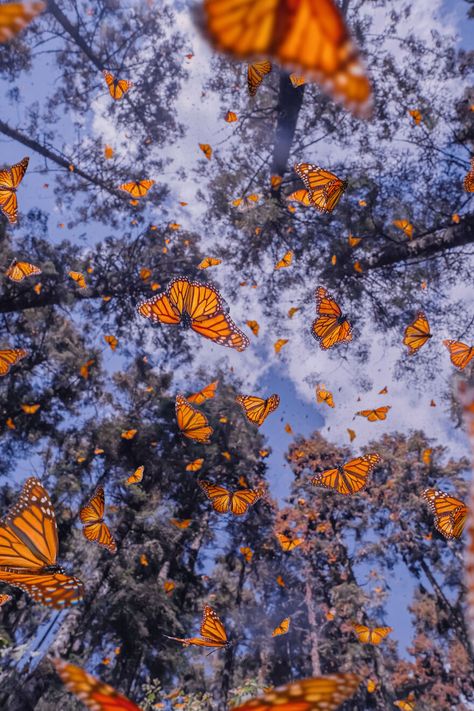 Butterflies, Trees, Orange, Blue