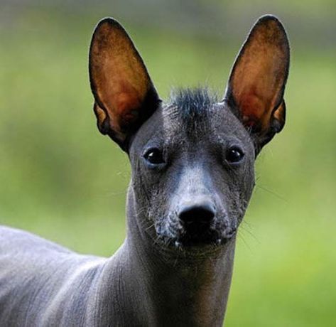 Animalistic Human, Karelian Bear Dog, Mexican Hairless Dog, German Shepherd Funny, Rare Dogs, Rare Dog Breeds, Hairless Dog, Pitbull Rescue, Portuguese Water Dog