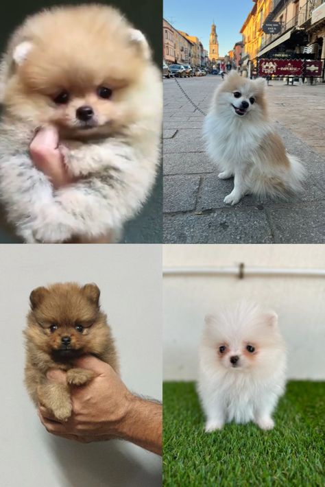 Perritos pomerania monos, Pomerania blanco, pomerania merle Color Cafe, Cafe, Color