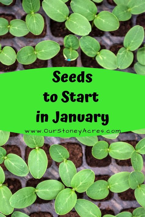 Seeds To Start In January, January Gardening, January Garden, Plantarea Legumelor, Gemüseanbau In Kübeln, Funny Vine, Garden Veggies, Veg Garden, Have Inspiration