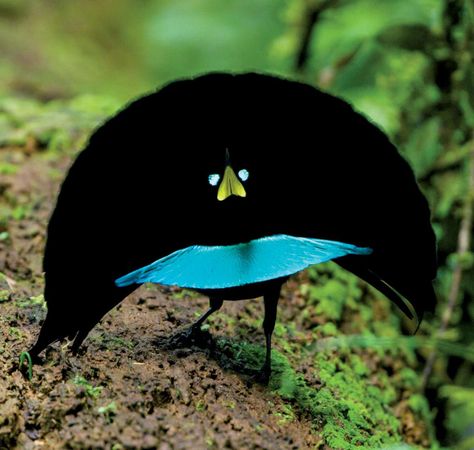 New Bird Dances to Its Own Beat, and More Amazing Discoveries Weird Birds, Smooth Dance, Turquoise Colour, Most Beautiful Birds, Colour Combo, Funny Birds, Bird Of Paradise, Exotic Birds, Colorful Birds