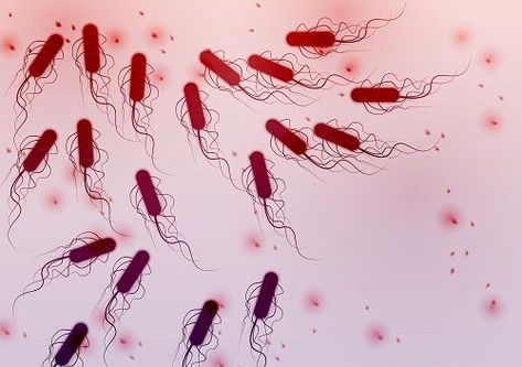 A new study reports that Escherichia coli (E. coli) bacteria are commandeering copper ions to strengthen bacteria levels in hard-to-treat urinary tract infections (UTIs). E Coli Bacteria, Art For Preschool, Frankenstein's Monster, Fall Art, Toxic Chemicals, Student Created, Urinary Tract, Nature Study, School Of Medicine