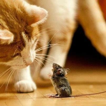 Funny Things To Talk About, Things To Talk About, House Cartoon, About Friends, Animals Friendship, Cat Mouse, Cute Animal Pictures, A Mouse, Beautiful Cats