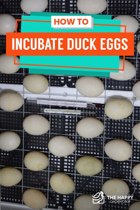 Incubating duck eggs and chicken eggs is like comparing apples to oranges. Read this quick guide on what the difference is and how to successfully incubate duck eggs. How To Incubate Duck Eggs, Incubating Duck Eggs, Hatching Duck Eggs, Egg Chart, Incubating Eggs, Eggs And Chicken, Duck Care, Duck Pen, Duck Houses