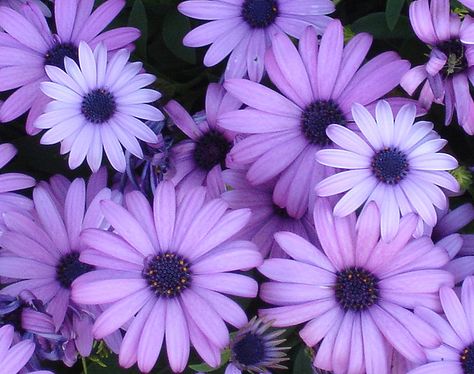 Cape Daisy, Anklet Tattoos For Women, Daisy Aesthetic, Daisy Purple, Flowers Market, African Daisy, Daisy Wallpaper, Living Dead Dolls, Daisy Love