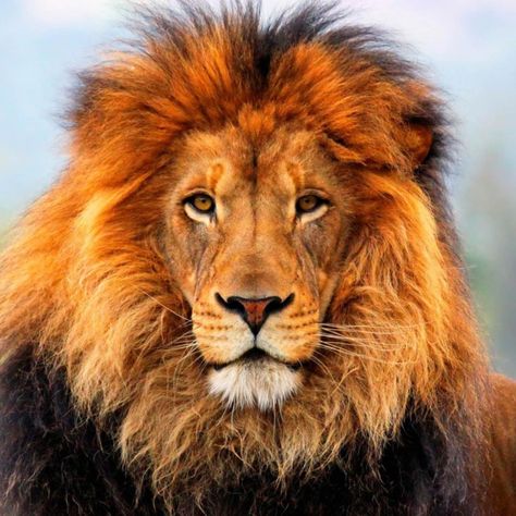 Lions Photos, Lion Wallpaper, Lion Images, Male Lion, Black Lion, Lion Pictures, Face Pictures, Lion Face, Lion Tattoo