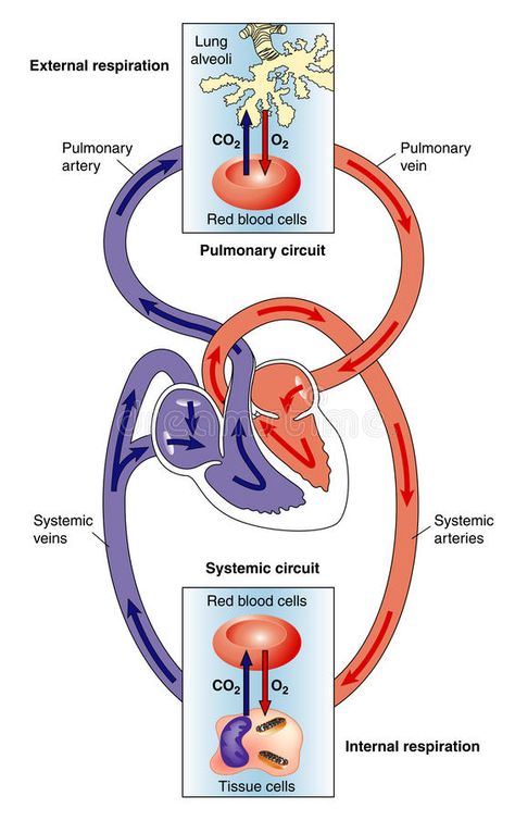 Blood Circulation Diagram, Human Circulatory System, Emt Study, Human Respiratory System, Heart Diagram, Basic Anatomy And Physiology, Student Login, Heart Anatomy, Cool Science Facts