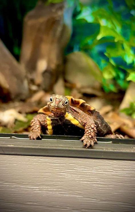 Good morning from the nuttiest turtle around, La Cay, the Vietnamese black-breasted leaf turtle! Garden State Tortoise Black Breasted Leaf Turtle, Turtle Garden, Garden State, Turtles, Tortoise, Noodles, Good Morning, Pins, Black