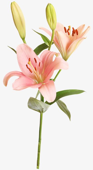 flowers,pink,lily,in kind,kind,pink clipart,lily clipart Observation Drawing, Mata Manga, Png Pictures, Pink Lilies, Watercolor Flower Background, Big Floral, Beautiful Pink Flowers, Flowers Pink, Png Transparent Background