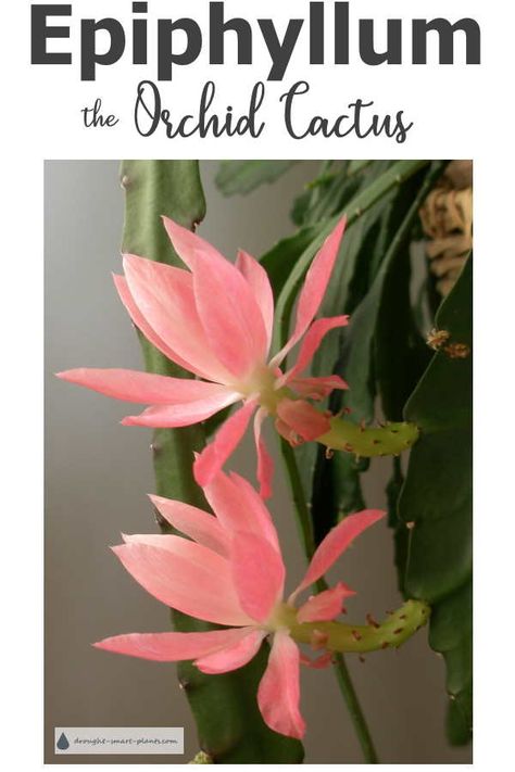 Epiphyllum, the Orchid Cactus Petunia Plant, Garden Watering System, Flowering Succulents, Orchid Cactus, Cactus Care, Cactus Types, Growing Orchids, The Orchid, Plant Ideas