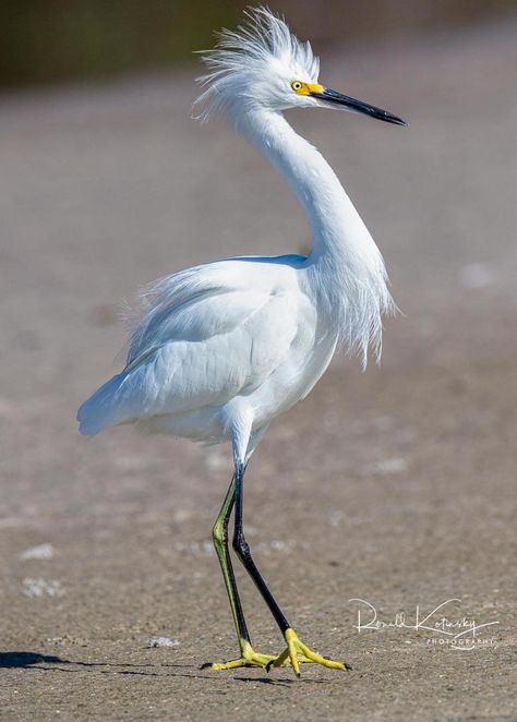 ~ Snowy egret (Egretta thula) . ~ Photo by 👉 Ronald Kotinsky ~ The snowy egret is a small white heron. The genus name comes from the Provençal French for the little egret aigrette, a diminutive of aigron, "heron". White Heron, Snowy Egret, White Egret, White Bird, Animal Gifs, Funny Animal Videos, Beautiful Birds, Funny Animals, Birds