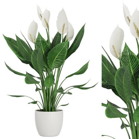 Indoor Plant Spathiphyllum Wallisii Spathiphyllum Wallisii, Indoor Plant, Organic Modern, 3ds Max, Indoor Plants, Plants