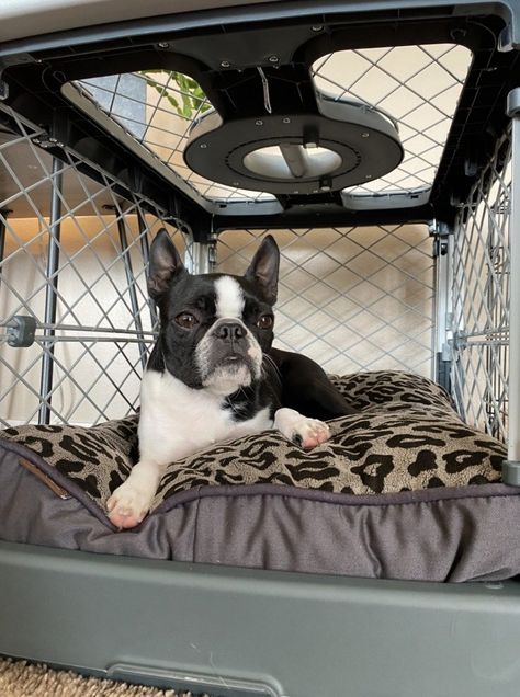 Dog Crates In Rv, How To Crate Train A Dog, Crate Training Puppy At Night, Travel Dog Crate, Crate Training Older Dog, Travel Crates For Dogs, Dog Travel Crate, Pet Backpack Carrier, Dog Crates