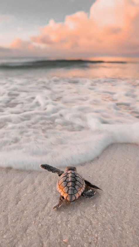 Sea Turtle Wallpaper, Sea Turtle Pictures, Summer Beach Wallpaper, Turtle Wallpaper, Beach Wall Collage, Cute Summer Wallpapers, Beautiful Ocean Pictures, Beautiful Sea Creatures, Ocean Pictures