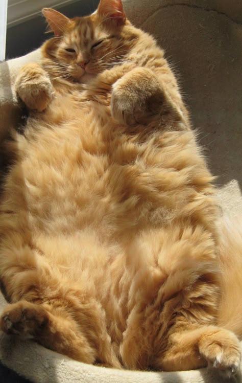 Cute Fat Cats, Fat Orange Cat, Ninja Cats, Dream's Cat, Orange Cats, Ginger Cats, Cat Person, Cat Aesthetic, Fat Cats