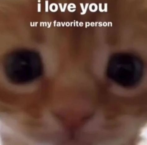 Gf Memes, Love You Meme, My Favorite Person, Cute Cat Memes, Love You Cute, Silly Cats Pictures, Silly Animals, Relationship Memes, Wholesome Memes