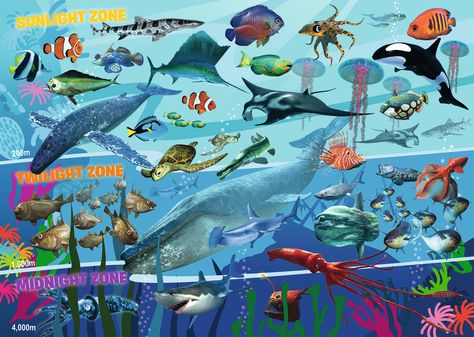 Giant Manta Ray, Giant Manta, Vampire Squid, Ocean Habitat, Different Creatures, Leopard Shark, Ocean Ecosystem, Floor Puzzle, Free Puzzles