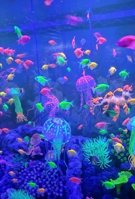 Y2k Aquarium, Aquatic Ambience, Fish Core, Aquarium Pics, Neon Fish, Glow Fish, Eid Background, Bottom Of The Ocean, Light Blue Aesthetic