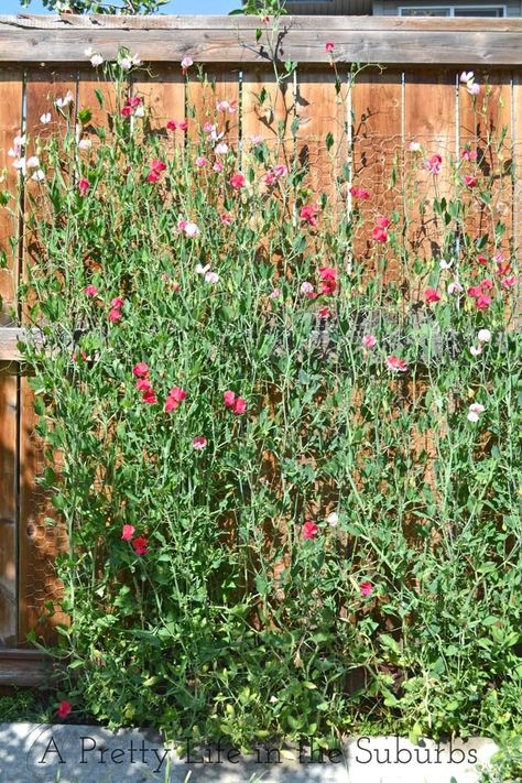 Pea Trellis, Growing Sweet Peas, Garden Obelisk, Sweet Pea Flowers, Garden Posts, Garden Beautiful, Pretty Life, Flowers Ideas, Pea Flower