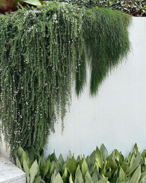 Wall art painted with cascading plants! Plants Used: • Rosemary officinalis ‘Prostratus’ • Casuarina Cousin It • Sanseveria Moonshine | Instagram Casuarina Cousin It, Cousin It Plant, Rosemary Plant Landscaping, Planter On Wall, Rosemary Officinalis, Trailing Rosemary, Plant Climbers, Lawn Free Yard, Sunlight Plants