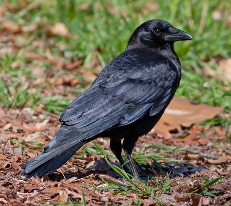 Wild Profile: Meet the American crow Crow Facts, Crows Drawing, American Crow, Bird Quotes, Crow Art, The Crow, Bird Wallpaper, Black Animals, Backyard Birds