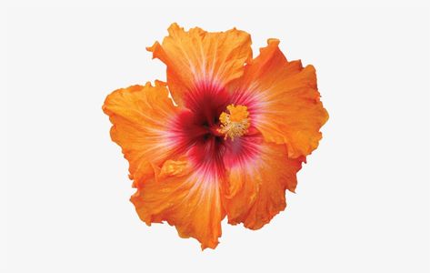 Hibiscus Clip Art, Orange Hibiscus Flower, Flower Border Png, Orange Hibiscus, Yellow Hibiscus, Beach Flowers, Png Hd, Orange Beach, Flower Border