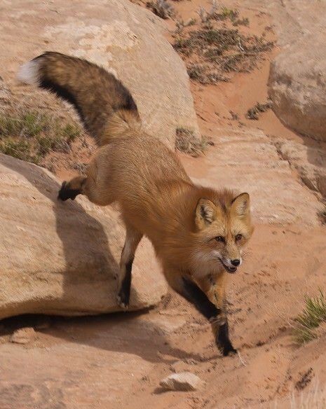 Red Fox (Vulpes vulpes) North America Fox Reference, Vulpes Vulpes, Desert Fox, Fox Pictures, Fox Spirit, Animal Study, Pet Fox, Cat Pose, Pretty Animals