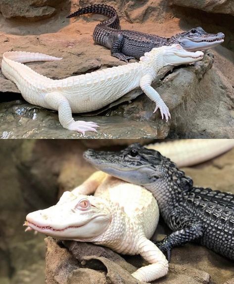 Crocodile Species, Baby Reptile, White Crocodile, Saltwater Crocodile, Albino Animals, Cute Reptiles, Cute Small Animals, Reptiles Pet, Silly Animals