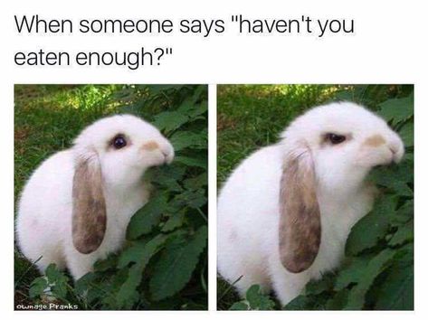 Hungry Bunny Funny Animal Jokes, Funny Animal Memes, Animal Jokes, Bad Day, The Grass, Funny Animal Pictures, 귀여운 동물, Animal Memes, Cute Funny Animals