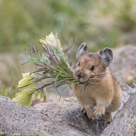 #1 Large-eared pika American Pika, Mountain Ecosystem, National Wildlife Federation, Wild Life, Sweet Animals, 귀여운 동물, Animal Photography, Mammals, Cute Pictures