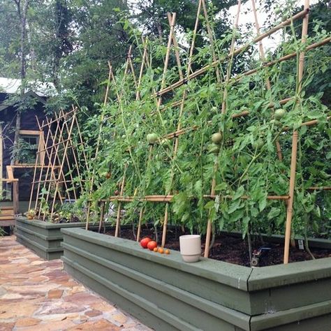 Tomatoes are one of the top homegrown crops in backyard gardens. It’s easy to see why: there are hundreds of gorgeous and tasty varieties available to gardeners that you just can’t buy at the grocery store. Homegrown tomatoes taste better because they can be harvested at the peak flavor. They also require some support otherwise... Tomato Trellis, Vertical Garden Design, Vertical Vegetable Garden, Vertical Herb Garden, Vertical Garden Diy, Vertical Gardening, Plants Growing, Tomato Cages, Veg Garden