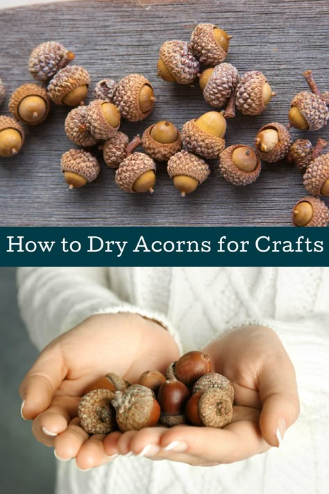 Are you ready for autumn? Learn how to dry acorns for your fall projects! Prevent worms and find out how to preserve the acorns for decor. Acorn Jewelry Diy Ideas, How To Prepare Acorns For Crafts, Drying Acorns For Crafts, Fall Decor With Acorns, Acorn Earrings Diy, How To Dry Acorns For Crafts, Acorn Homeschool, How To Make Becorns, Preparing Acorns For Crafts