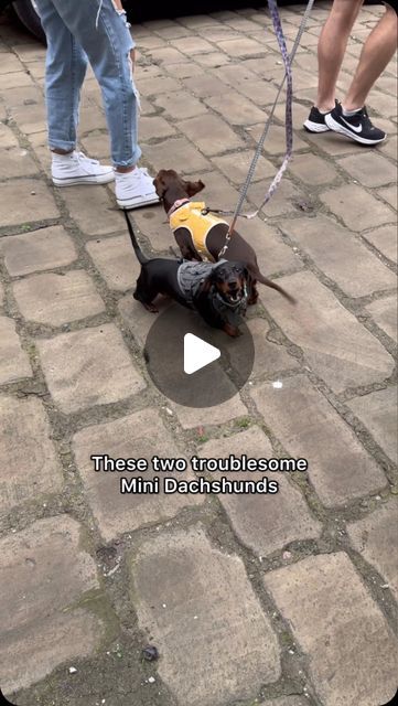 Big Dog Fellas | Dog Training on Instagram: "Two Troublesome Mini Dachshunds Fixed. #minidachshund #miniaturedachshund #dachshund #sausagedog #dachshunds #doxie #reactivedog #aggressivedog #dogtraining" Mini Daschund, Silver Dapple Dachshund, Daschund Puppies, Reactive Dog, Dapple Dachshund, Miniature Dachshund, Aggressive Dog, Mini Dachshund, Big Dog