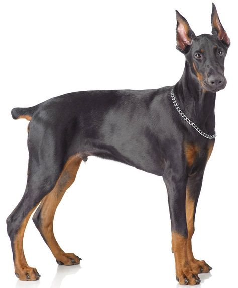 Doberman Pinscher Doberman Front View, Doberman Breeders, Black Doberman Pinscher, Black Doberman, Doberman Pinscher Dog, Pinscher Dog, Doberman Dogs, Cute Dog Pictures, Spirit Animals