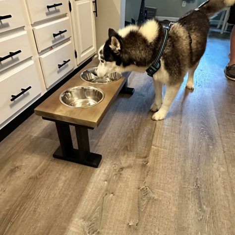 The raised base platform helps keep messes off your floor and keeps your pup comfortable while eating. Dogs Eating, Dog Feeding Station, Dog Bowl Stand, Bowl Stand, Digestive Problems, Stainless Steel Bowls, Feeding Station, Dog Feeder, Pet Feeder