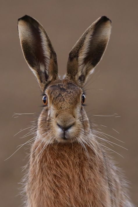 Please indulge me as I upload a few more hare poses that were struck so conveniently for my camera as I sat in the car in state of high excitement and hands shaking. Camera control in those circumstances was not easy. Regard Animal, British Wildlife, Amazing Animals, Animal Photo, Nature Animals, Wildlife Photography, Animal Paintings, Beautiful Creatures, Animal Kingdom