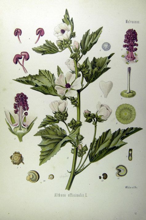 9+ Benefits of Marshmallow: Healing and Soothing for the Gut, Lungs, Skin, and More - The Grow Network : The Grow Network Plant Illustrations, Althaea Officinalis, Marshmallow Root, Health And Fitness Magazine, Vintage Aesthetics, Botanical Illustrations, Nature Tattoos, Medicinal Plants, Herbal Medicine