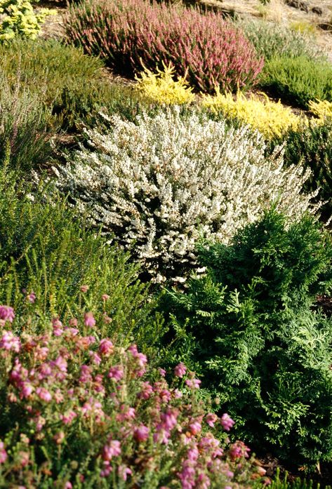 Outdoor Shrubs, Scottish Garden, Garden Bushes, Heather Gardens, Calluna Vulgaris, Heather Flower, Heather Plant, Garden Landscape Ideas, Flowering Bushes