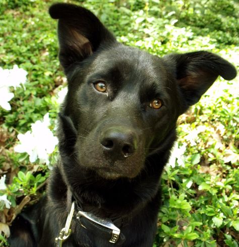 Does Anyone Own a Black Lab/Shepherd/Husky Mix? | Dog Forum Black Lab And German Shepherd, Golden Corgi, Stray Puppy, Black Lab Husky Mix Dogs, Black Lab Shepherd Mix Dog, Black Lab And Pitbull Mix Dogs, Black Lab Pitbull Mix Dogs, Black Lab Mix, Black Wolf Dog Hybrid