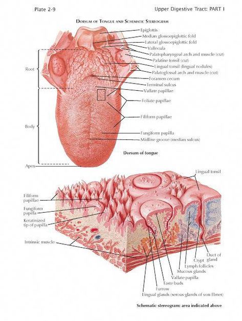 pediagenosis, science, anatomy, human anatomy, organ, physiology, Emergency, head, cell, neck, cardiovascular, respiratory, nervous, thorax Tongue Anatomy, Lingual Tonsils, Digestive System Anatomy, Dental Hygiene School, Basic Anatomy And Physiology, Facial Nerve, Medical Student Study, Human Body Anatomy, Tongue Health