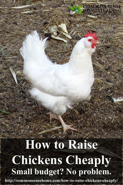 How to Raise Chickens Cheaply – Small Budget? No Problem. Chicken Rearing, Chickens For Eggs, Raising Turkeys, Baby Chicks Raising, Small Chicken Coops, Chicken Care, How To Raise Chickens, Urban Chickens, Raise Chickens