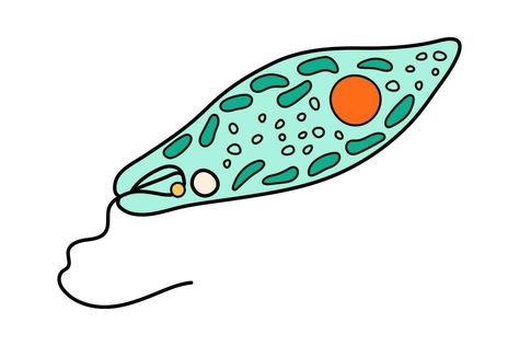 Euglena Viridis proteus science icon with nucleus, vacuole, contractile. Biology education laboratory cartoon protozoa organism. Bold bright unicellular microorganism. Vector illustration isolated Laboratory Cartoon, Unicellular Organisms, Clay Pins, Science Icons, Lab Safety, Class Decoration, Biology, Vector Art, Vector Free