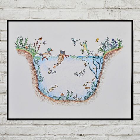 Printable wall art inspired by nature! This pond ecosystem print is perfect as a homeschool classroom decor or science classroom poster! Hang this unique science wall art in your home office, learning space, or child Pond Ecosystem Diagram, Ecosystem Drawing Easy, Permaculture Pond, Ecosystem Drawing, Pond Ecosystem, Homeschool Classroom Decor, Science Wall Art, Science Wall, Pond Art