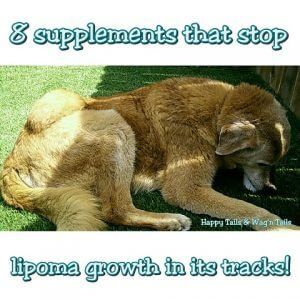 3 Natural remedies to shrink dog lipomas or benign tumors! Lipoma Remedies Natural Treatments Dogs, Fatty Tumors In Dogs, Lymphoma In Dogs, Natural Dog Remedies, Tumors On Dogs, Lipoma Removal, Holistic Dog Care, Essential Oils Dogs, Natural Pet Care