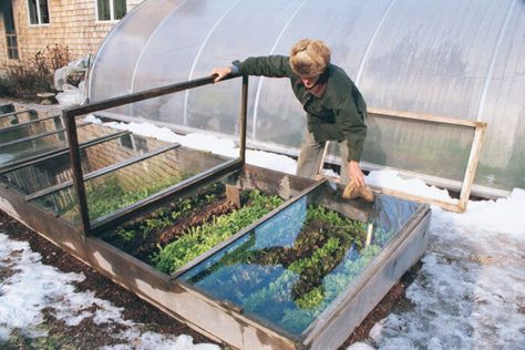 Cold Frame Diy, Cold Frame Gardening, Heating A Greenhouse, Winter Gardening, Indoor Vegetable Gardening, Plants Growing, Survival Gardening, Fine Gardening, Cold Frame