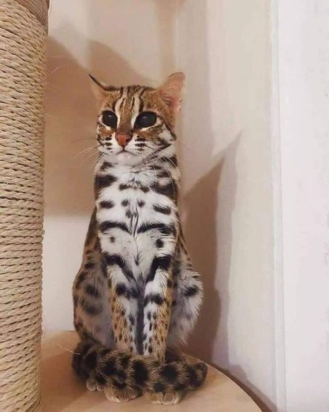 Asian Leopard Cat Asian Leopard Cat, Small Wild Cats, Leopard Cat, Fish Cat Toy, Kinds Of Cats, Cat Photography, Cat Training, Bengal Cat, Cat Grooming