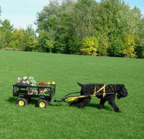 Carting with your dog. Utility, Exercise & Fun Dog Carting, Goat Cart, Animal Grooming, Russian Terrier, Schnauzer Breed, Dog Equipment, Black Russian Terrier, Miniature Schnauzer Puppies, Black Russian