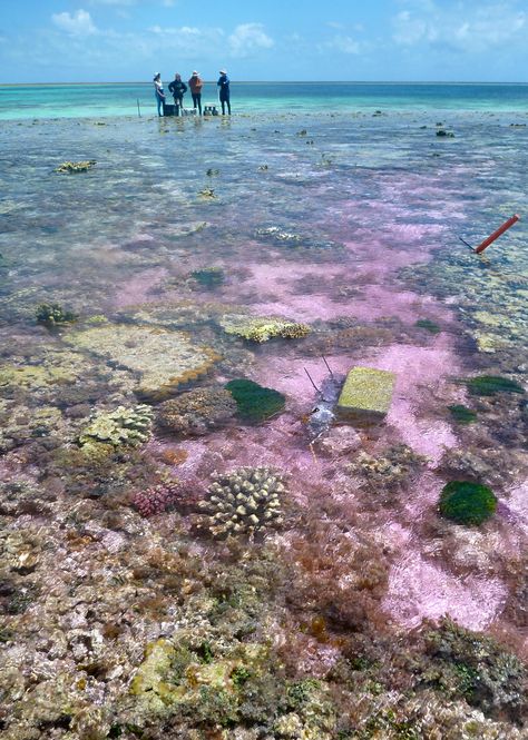 Ocean acidification slowing coral reef growth, study confirms Ocean Acidification, Ocean Pollution, The Great Barrier Reef, Ocean Conservation, Ocean Water, Marine Biology, Great Barrier Reef, Coral Reef, Back In Time