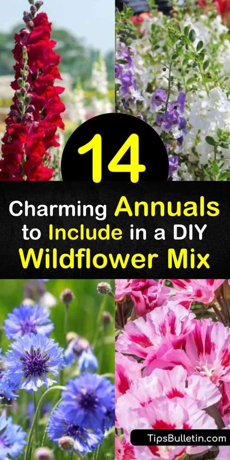 Learn how to make your own wildflower seed mix. Choose among beautiful plants including spiky lupine, blue-hued cornflower, and sunny coreopsis. Discover best practices for creating a wildflower garden, including seeding properly and growing in full sun. #annuals #wildflowers #seeds Full Sun Annuals, Covered Backyard, Edging Plants, Vegetable Benefits, Starting Seeds Indoors, Garden Help, Wildflower Garden, Beautiful Plants, Flower Care